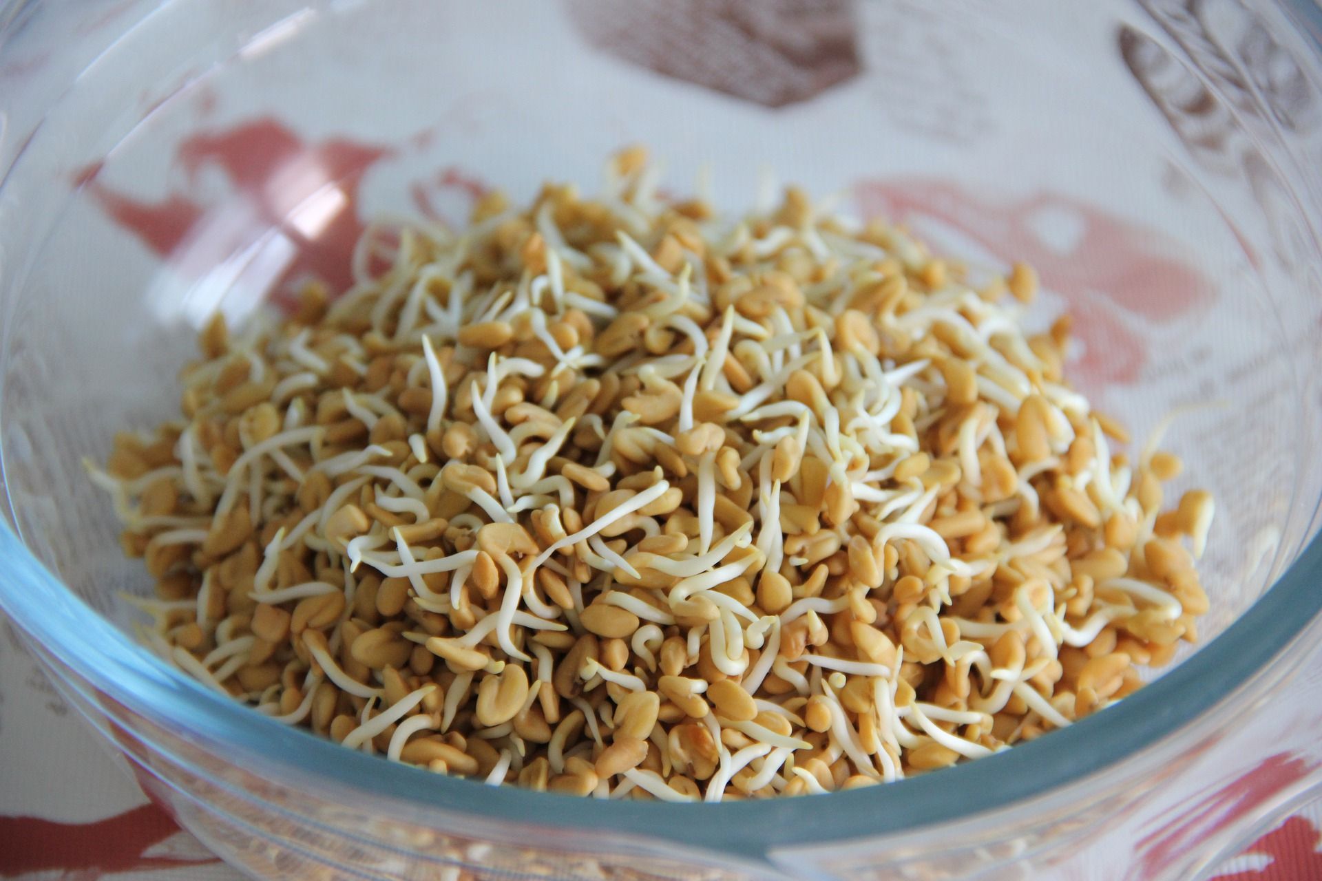 sprouted fenugreek