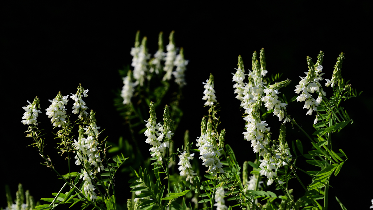 Galega officinalis (Goats Rue Plant)