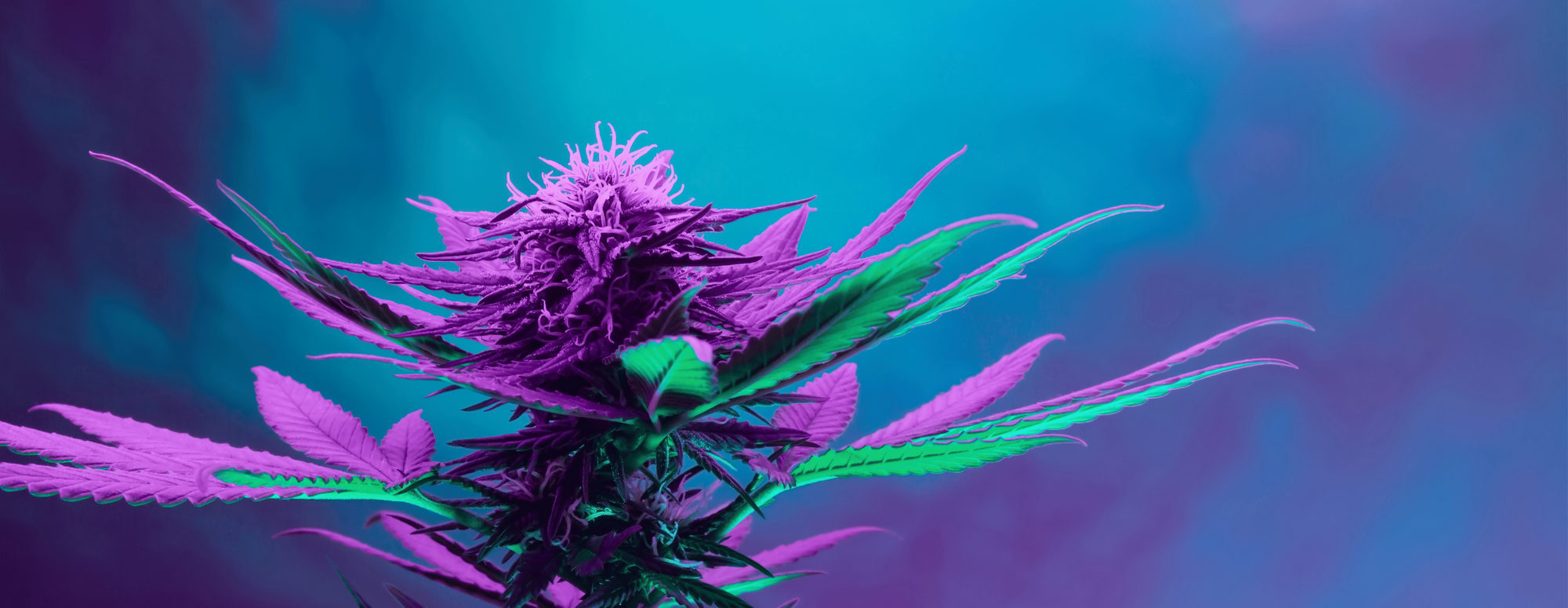 marijuana plant, cannabis plant