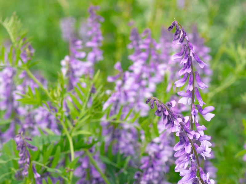 Goat’s Rue and Breastfeeding: The Natural Way to Make More Milk