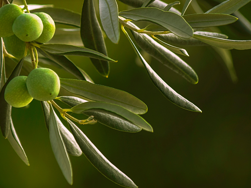 Olive Leaf Extract While Breastfeeding – What You Need to Know