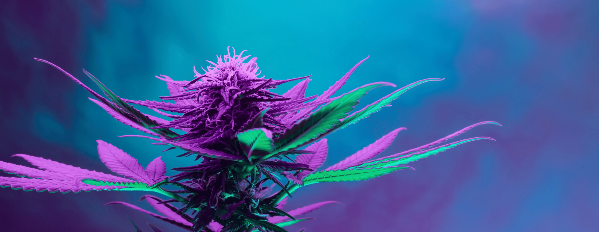Marijuana & Breastfeeding