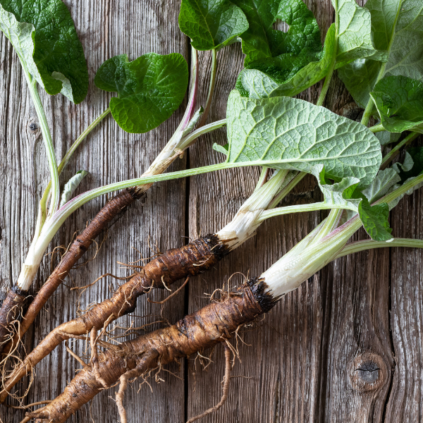 Is Burdock Root Safe While Breastfeeding? What You Should Know